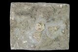 Three Fossil Crinoids (Aorocrinus iola) - Gilmore City, Iowa #148687-1
